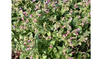 Gartenbaumschule Becker