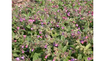 Gartenbaumschule Becker