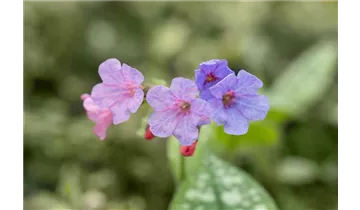 Gartenbaumschule Becker