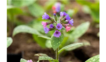 Gartenbaumschule Becker