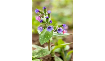 Gartenbaumschule Becker