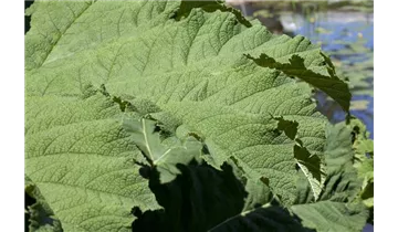 Gartenbaumschule Becker