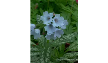 Gartenbaumschule Becker