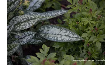 Gartenbaumschule Becker