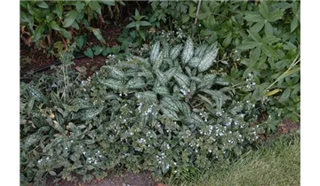 Gartenbaumschule Becker