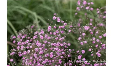 Gartenbaumschule Becker