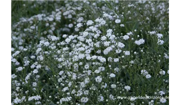 Gartenbaumschule Becker