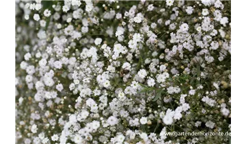 Gartenbaumschule Becker