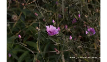 Gartenbaumschule Becker