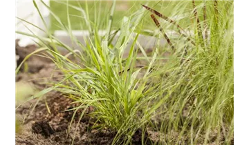 Gartenbaumschule Becker