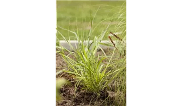 Gartenbaumschule Becker