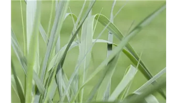 Gartenbaumschule Becker