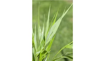 Gartenbaumschule Becker