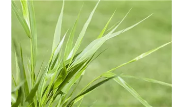 Gartenbaumschule Becker