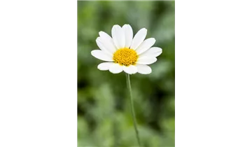 Gartenbaumschule Becker