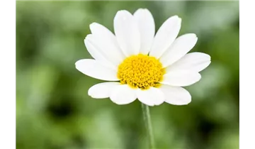 Gartenbaumschule Becker