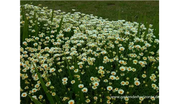 Gartenbaumschule Becker