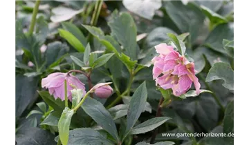 Gartenbaumschule Becker