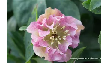 Gartenbaumschule Becker