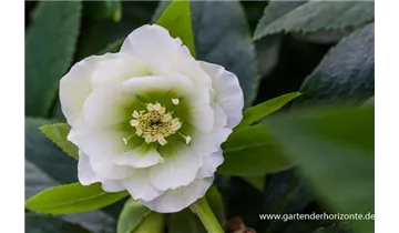 Gartenbaumschule Becker