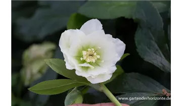 Gartenbaumschule Becker