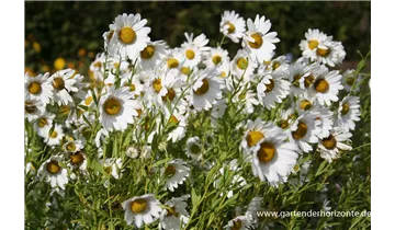 Gartenbaumschule Becker