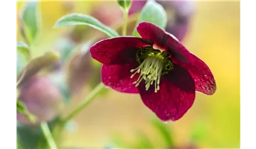 Gartenbaumschule Becker