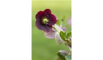 Gartenbaumschule Becker