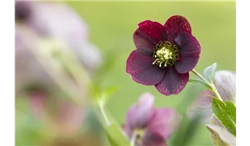 Gartenbaumschule Becker