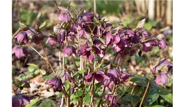 Gartenbaumschule Becker