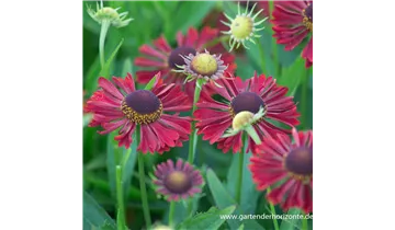 Gartenbaumschule Becker