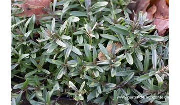 Gartenbaumschule Becker