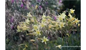 Gartenbaumschule Becker