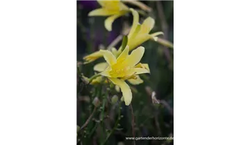 Gartenbaumschule Becker