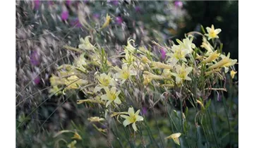 Gartenbaumschule Becker
