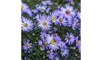 Gartenbaumschule Becker