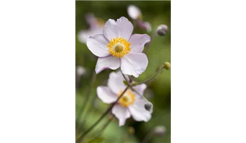 Gartenbaumschule Becker