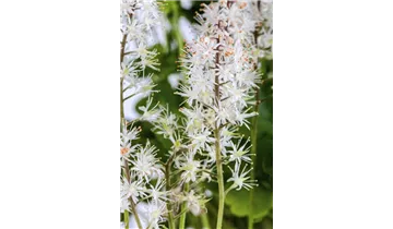Gartenbaumschule Becker