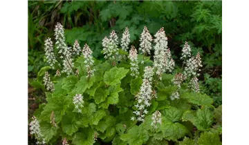 Gartenbaumschule Becker