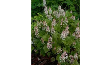 Gartenbaumschule Becker