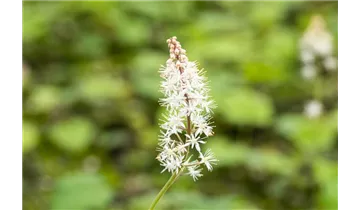 Gartenbaumschule Becker