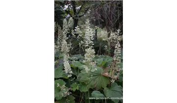 Gartenbaumschule Becker