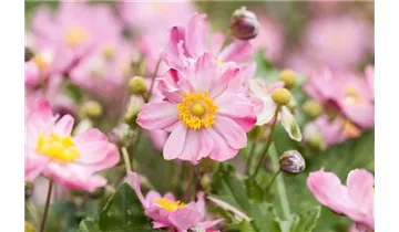 Gartenbaumschule Becker