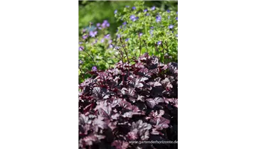 Gartenbaumschule Becker