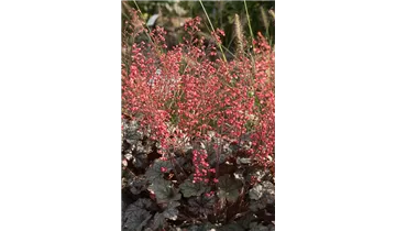 Gartenbaumschule Becker