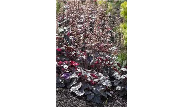 Gartenbaumschule Becker