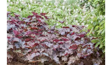 Gartenbaumschule Becker