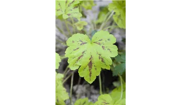Gartenbaumschule Becker