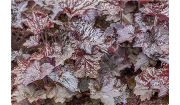 Gartenbaumschule Becker