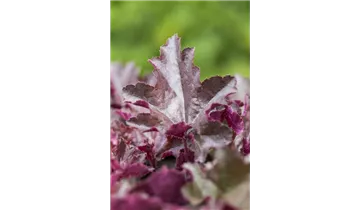 Gartenbaumschule Becker